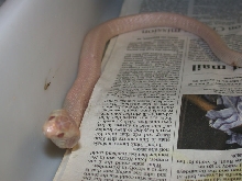 Venomoid Female Albino Monocled Cobra