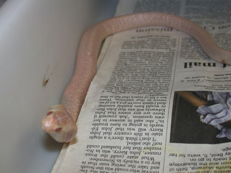 Venomoid Female Albino Monocled Cobra