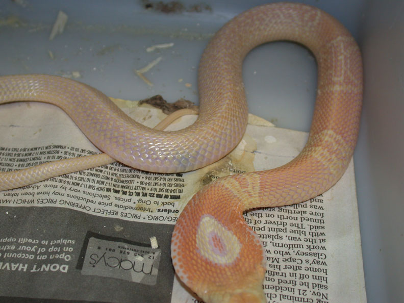 Venomoid Male Albino Monocled Cobra