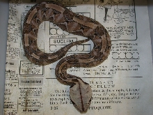 Venomoid Female Gaboon Viper