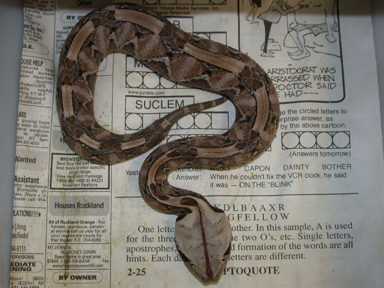 Venomoid Female Gaboon Viper