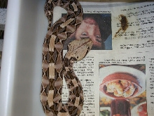 Venomoid Female Gaboon Viper