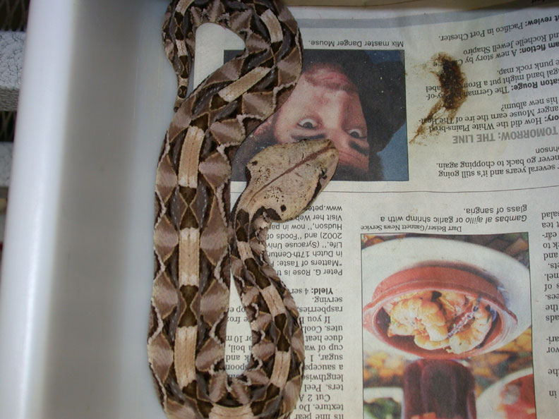 Venomoid Female Gaboon Viper