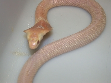 Venomoid Female Albino Monocled Cobra