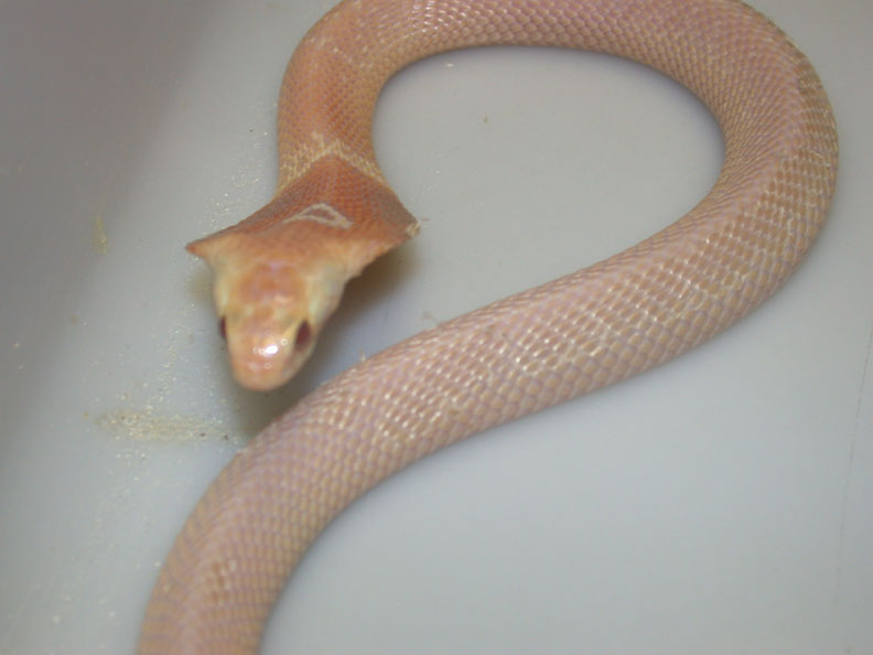 Venomoid Female Albino Monocled Cobra