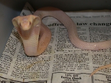 Venomoid Female Albino Monocled Cobra