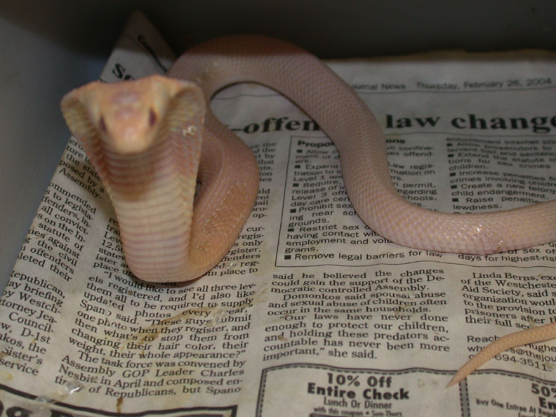 Venomoid Female Albino Monocled Cobra