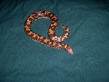 flame kenyan