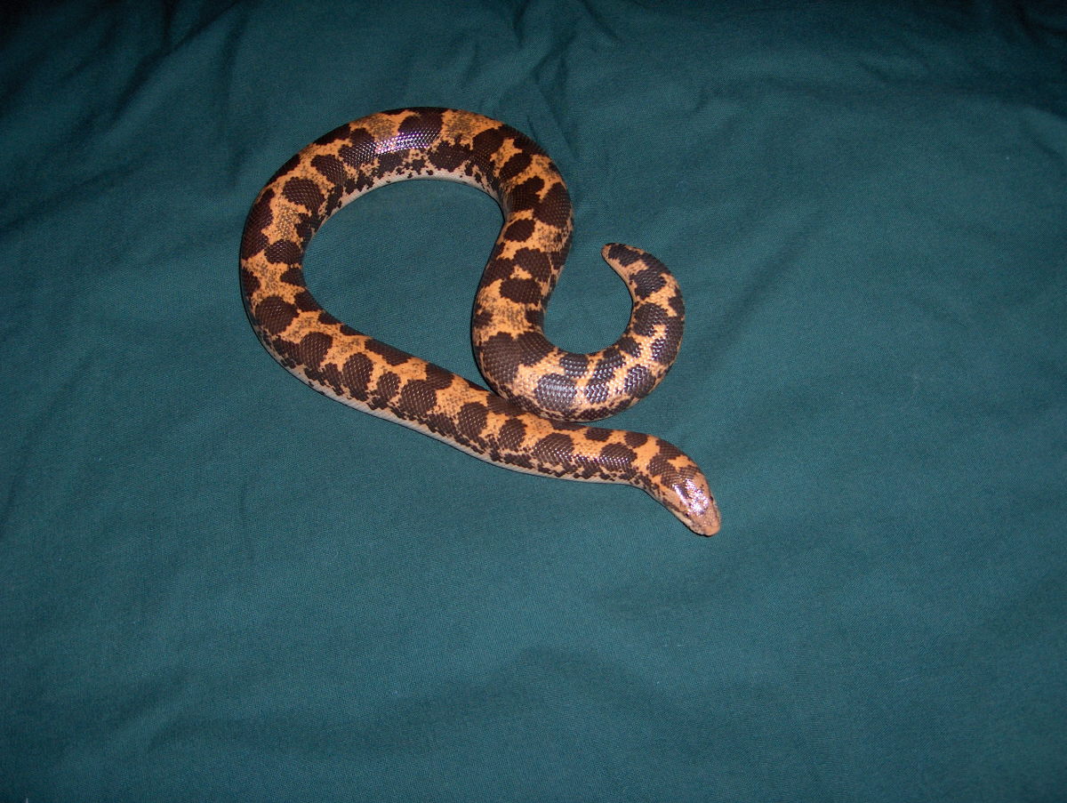flame kenyan