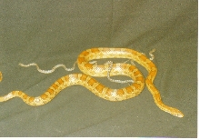 My first snake