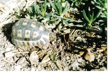 My female Angulate tortoise (Chersina angulata)