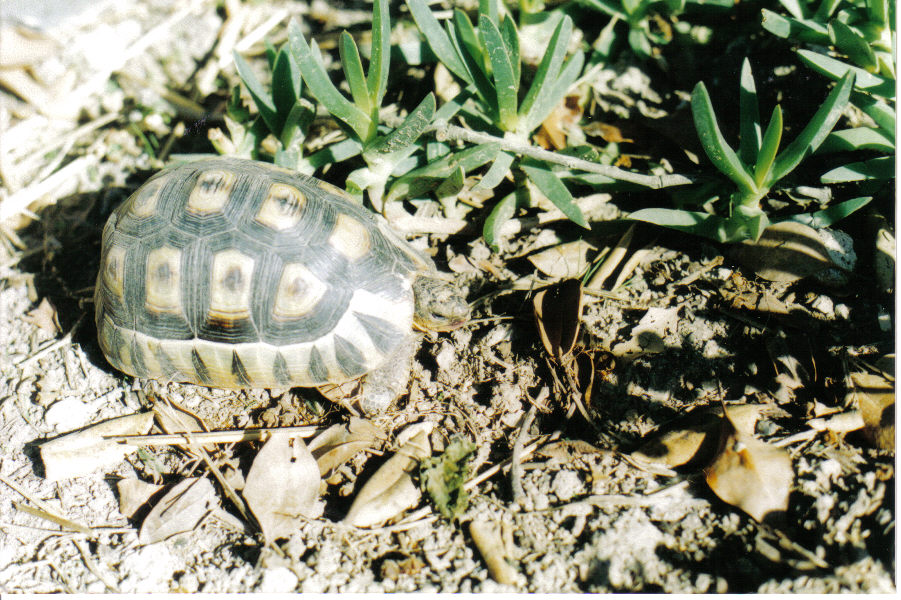 My female Angulate tortoise (Chersina angulata)