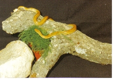 Aurora house snake