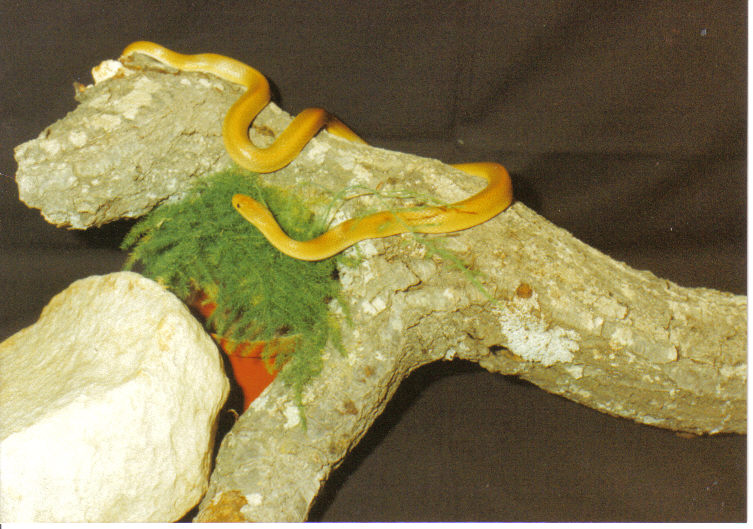 Aurora house snake