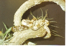 Boa constrictor