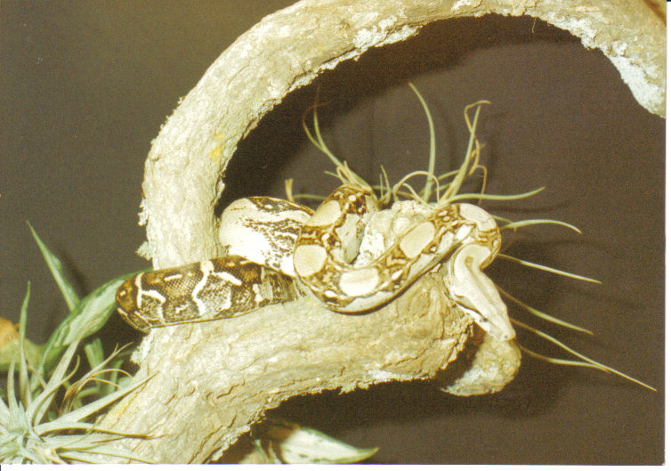 Boa constrictor