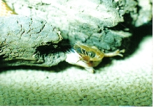 Herald snake eating a frog (Rana spp.)