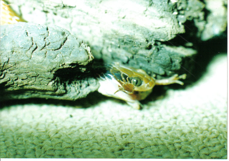 Herald snake eating a frog (Rana spp.)