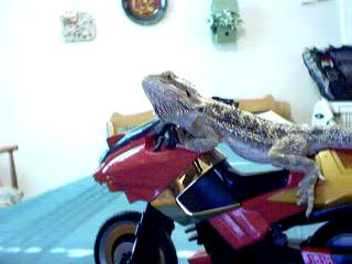 Cajun