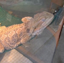 Sleeping Bayou