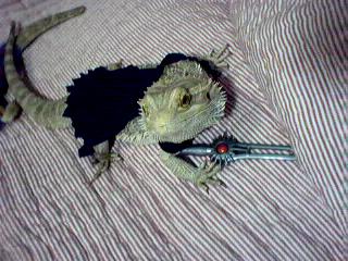 Creole says Happy Halloween