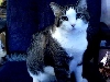 My cat