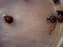 Lady bug
