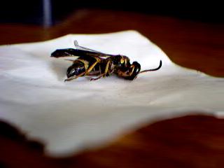 wasp? 1