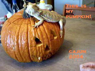 My pumpkin
