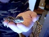 Baby Bayou