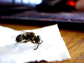 Wasp? 2