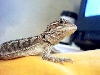 Bayou's close up