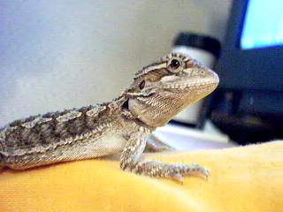 Bayou's close up