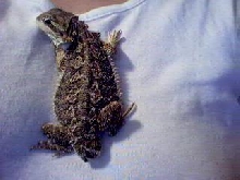 Tail-less Bayou