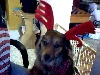 My dog