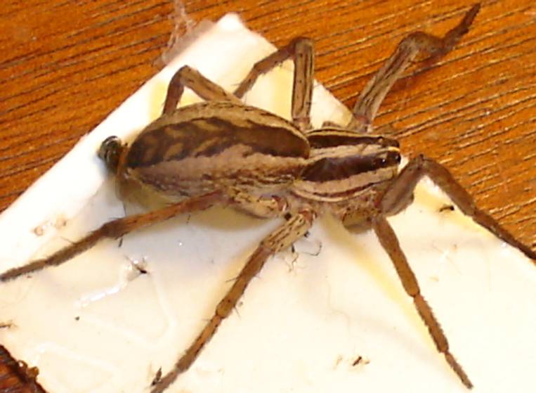 what is this spider?