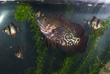Oscar