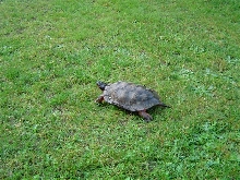 (9in ) Male PA Wood Turtle