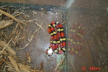 Florida Scarlet Kingsnake - Road Caught at Night