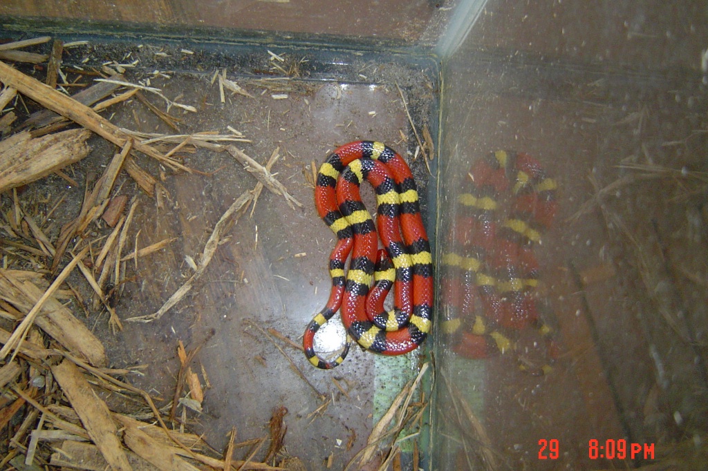 Florida Scarlet Kingsnake - Road Caught at Night