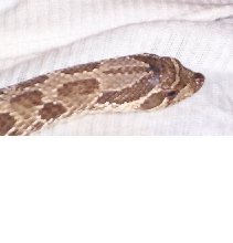 western hog male