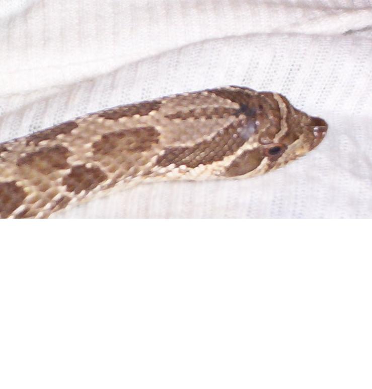 western hog male