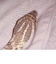 female hognose