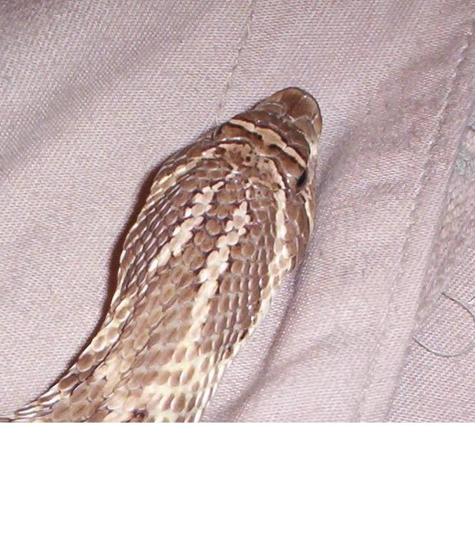 female hognose