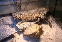 Mo'o my Uro
