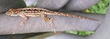 Diamondback Anole