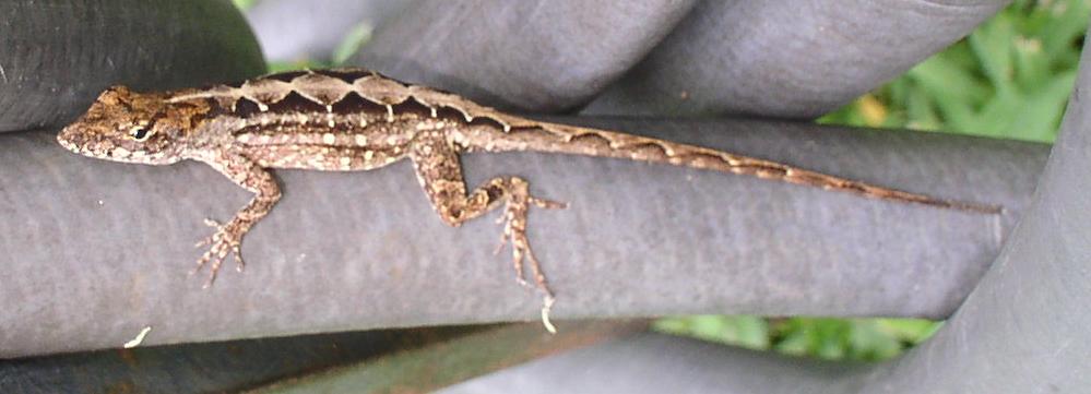 Diamondback Anole