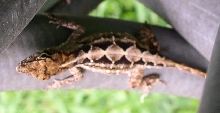Diamondback Anole