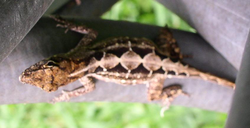 Diamondback Anole