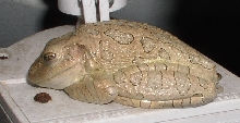 Cuban Tree Frog